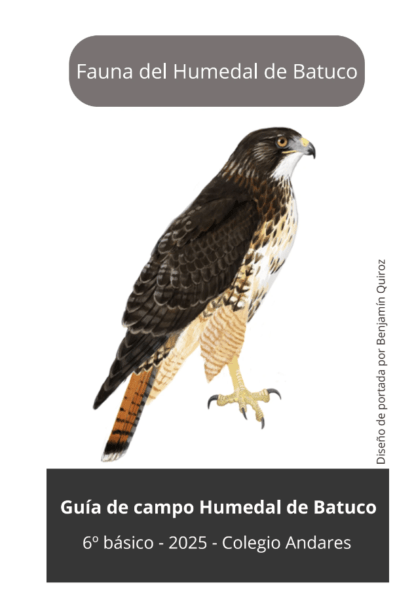 Fauna del Humedal Batuco
